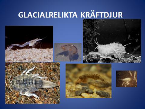 Tema: Kvar på botten Björn Kinsten, Limnologisk konsult KVAR FRÅN ISTIDEN: GLACIALRELIKTERNA: VILKA ÄR DE OCH VAR FINNS DE?