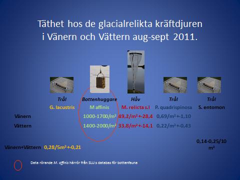 Det innebär att de trivs i Vätterns kalla bottenvatten.