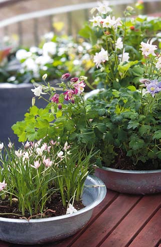 Och att se i alla riktningar. Högt och lågt. Vertikalt och horisontalt. Många älskar blommor, andra vill ha något matnyttigt i sina krukor och lådor och det skall vara lättskött.