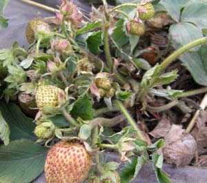 Rovkvalster förbättrar jordgubbsskörde E tidig och varm vår ger ofta stora agrepp av jordgubbskvalster.