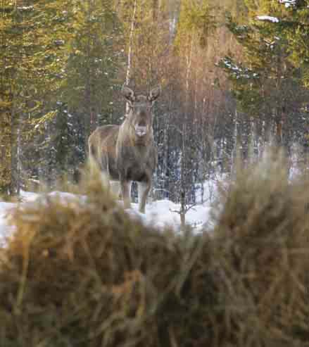 12 sidor TEMA Vad krävs för en älg extra? Förutsättningen för att bedriva älgjakt är att det finns älg, och förutsättningen för att det ska finnas älg är att det finns tillräckligt med älgbete.