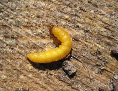 Skogsskador Tallspinnarstekelns framfart stoppades I våras spreds närmare 210 miljarder nematoder eller rundmaskar ut på ett 80 hektar stort område i Ytterö vid Björneborg.