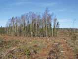 Naturvårdsträd stor nytta med små uppoffringar Våra ekonomiskogar behöver mera död ved.