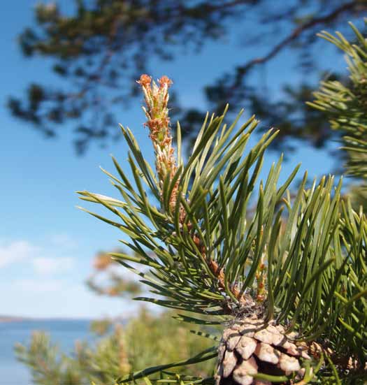 SKOGSMARK PÅ ÅLAND Många vill köpa men färre säljer Efterfrågan på skogmark är större än utbudet på Åland och när något bjuds ut går det i regel lätt att sälja ofta till ett pris som överstiger