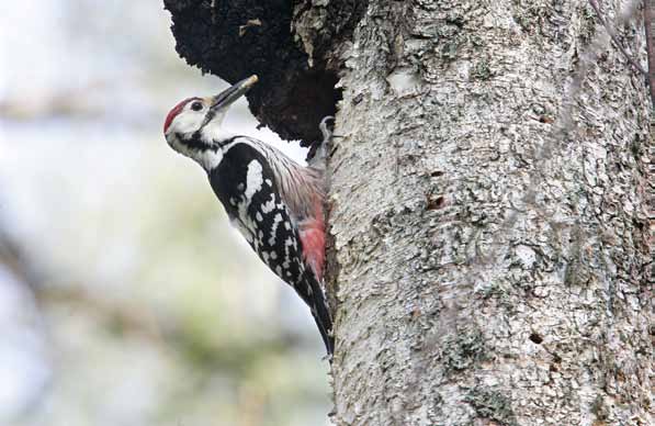 Den vitryggiga hackspettens föda består i huvudsak av insektlarver. Här ses hanen invid sitt bo. Foto: Lassi Kujala på naturvården är hemligheten bakom framgången för den vitryggiga hackspetten.