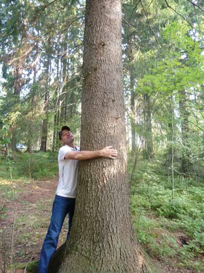 Stamvolymen i liters Granens stamvolym i dm 3 d 1,3 cm längd, m Ett träd som är 35 centimeter grovt på brösthöjd innehåller 1,22 m³ virke.