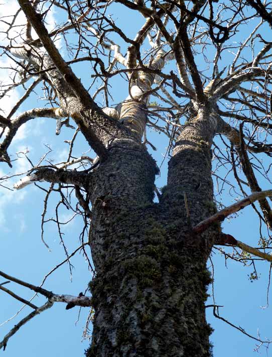 Foto: Gerd Mattsson-Turku Lämna grova aspar som naturvårdsträd. Aspen är livsviktig för hålbyggande fåglar och hundratals arter av svampar, lavar och skalbaggar.