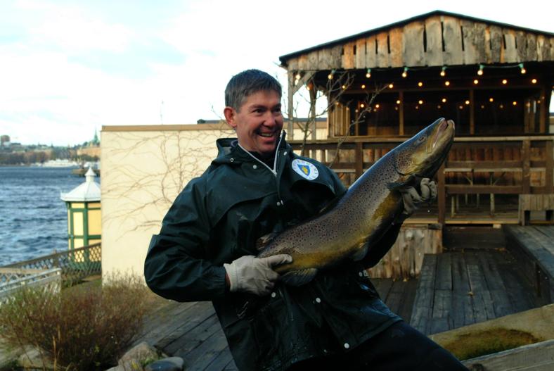 Figur 5: Inrapporterad fångst av havsöring från Stockholms ström, vikande trend. Källa: Uppgifter sammanställda från Fiskeklubben Strömstararnas hemsida www.fiske.nu/fks.