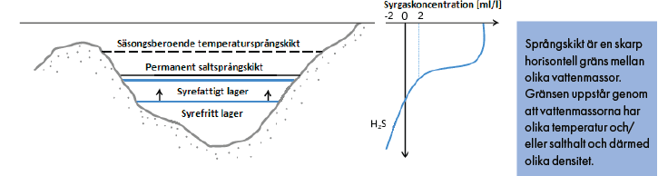 Ett fenomen som är speciellt för Egentliga Östersjön (havsbassängen söder om Ålandsförträngningen) är att vattnet är skiktat i ett utsötat ytvattenlager och ett saltare djupvattenlager (Fig. 1.2).