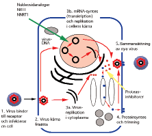 TEMA: ANTIBIOTIKA Nor Tannlegeforen Tid 2002: 112: 122 7.