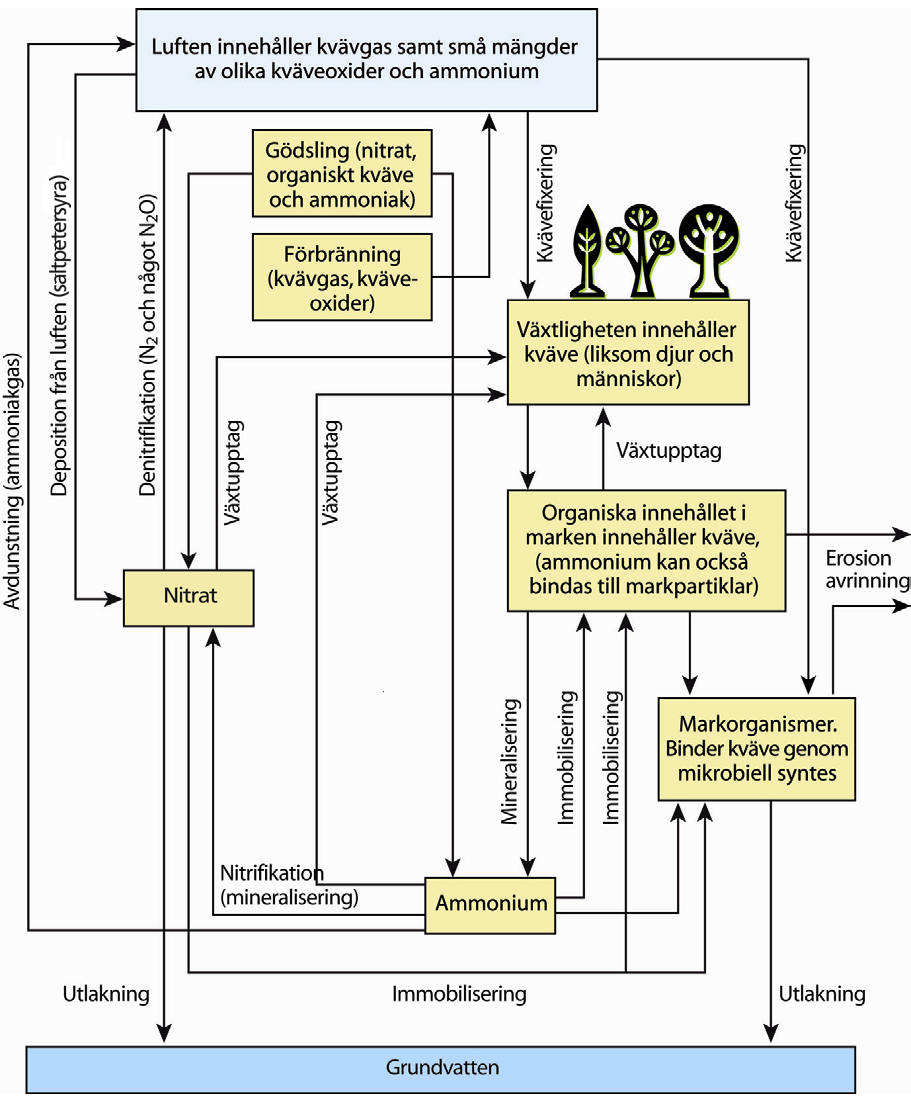 28 Figur 5.1 Kvävecykeln främst inom marksystemet (mycket förenklad efter Brady & Weil, 2002, samt Jansson m fl 1987). Se också figur 5.2 (Kväve i sjö/våtmark).