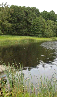 Markägares motiv för att anlägga våtmarker Anna Hansson Eja