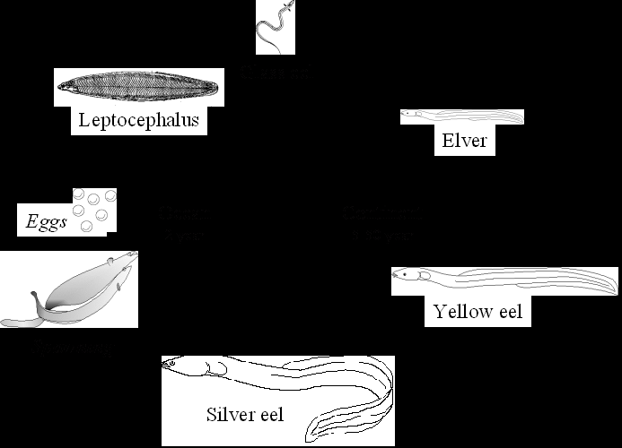 Biology The European eel Anguilla anguilla L. is a weird animal.