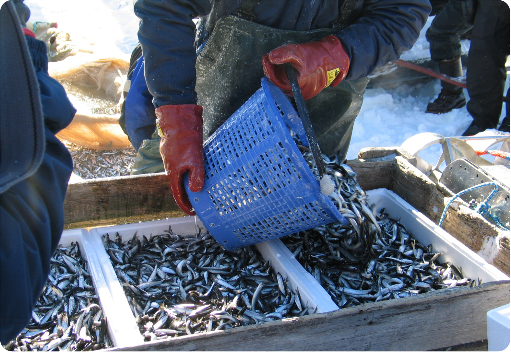 5. FISKE, VILT OCH RENSKÖTSEL Rekordartad fångst av strömming i Bottenviken Effektivitetsmålen: fisk- och viltstammar utnyttjas på ett hållbart och mångsidigt sätt fiskerihushållningens lönsamhet