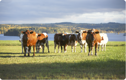 Klart större husdjursgårdar under EU-medlemsskapet Under åren 1995 2005 har antalet gårdsbruksenheter minskat med 28 procent eller 3,2 procent per år.