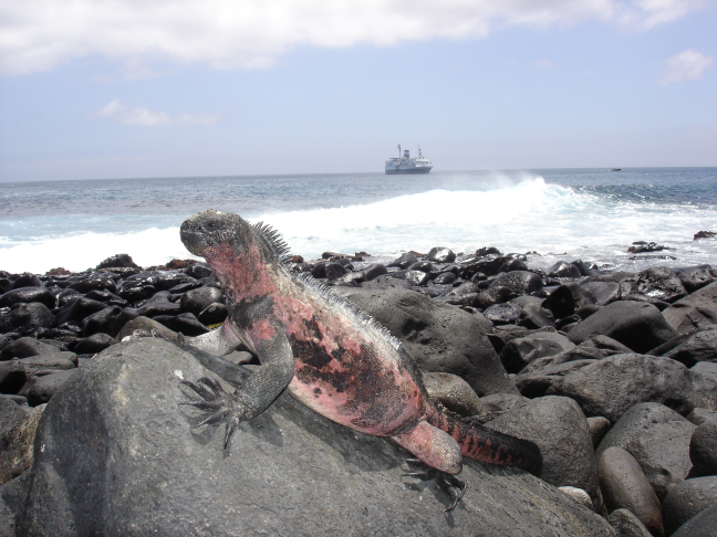 Torsdag 29 okt: Galápagos fortsättning... Eftersom öarna är uppbyggda genom vulkanisk aktivitet finns en del kratrar och lavatunnlar.