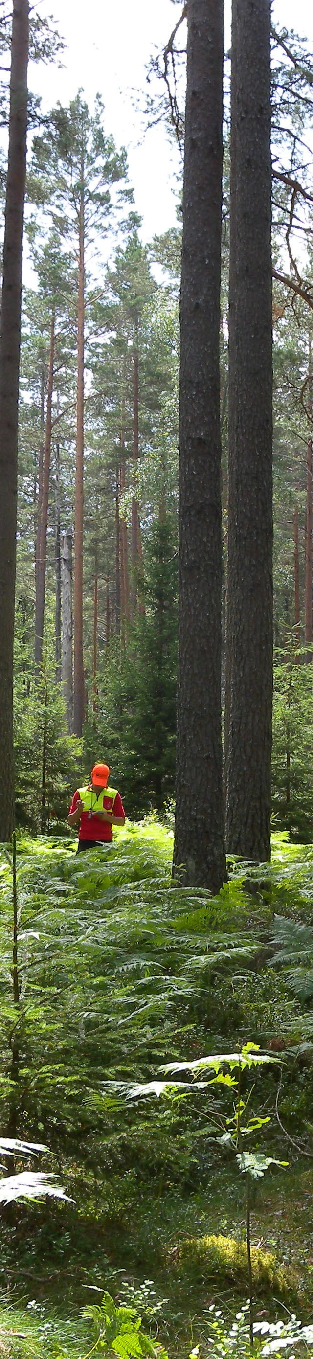 PROGRAM SKOGFORSK KURS&KONFERENS SKINNSKATTEBERG, 7-8 NOVEMBER 2012 RIU-konferensen 12.00 Lunch & registrering Dag 1 Inledning 13.