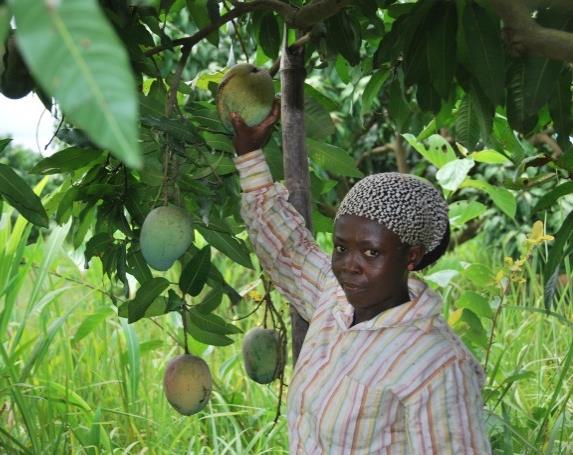 3.3 Utveckling av ananasmarknaden Costa Rica har dramatiskt ökat sin produktion av färsk ananas under senare år, vilket gjort att de numera är globalt marknadsledande.