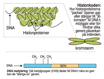 Histonkod funnen hos Apis mellifera SUSANNA KIVLING Brittiska och australiensiska forskare har funnit att även honungbin har en så kallad histonkod som indirekt styr hur dess celler utvecklas.