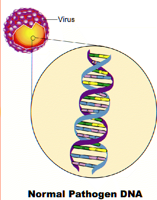 Mirasol/Riboflavin Mechanism of action Normal pathogen DNA Riboflavin binds to DNA Illumination reaction breaks DNA Riboflavin absorbs light in visible and UV region Photolysis through