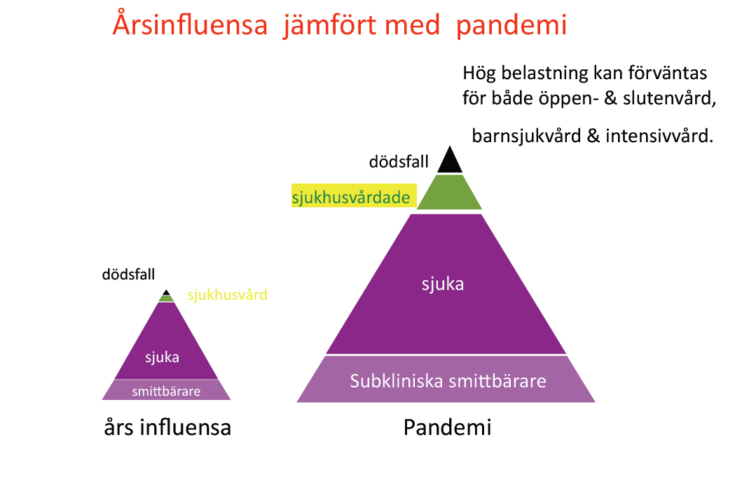 2 Den nya influensan Med oregelbundna intervaller anpassas influensavirus från andra djurarter till att infektera de över luftvägarna hos människor.