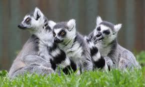 Fakta om Lemuren Lemuren är ett däggdjur och det betyder att de föder levande ungar. Lemuren tycker om att äta frukt, blad och bambu. Lemurer tycker mycket om att bada.