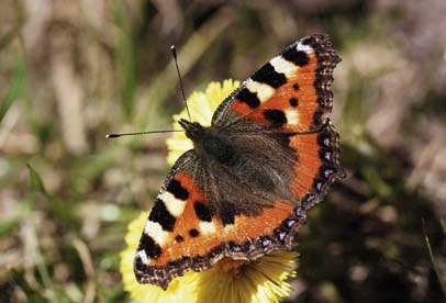 Insekternas vinter DEN SOM VARIT UTE PÅ EN LÅNG PROMENAD EN KALL DAG KOMMER HEM MED EN STRÅLANDE APTIT. GENOM KÖKSFÖNST- RET SER VI BLÅMESAR OCH DOMHERRAR SLÅSS OM MATEN PÅ FÅGELBORDET.