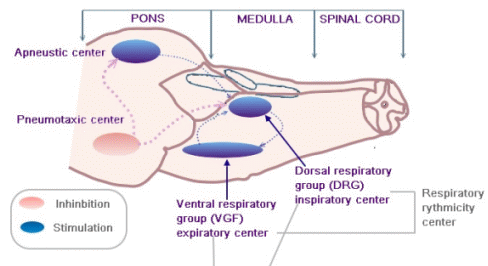 Tre huvudcentra Dorsala centra (medulla oblongata) Ventrala centra (medulla