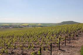 Bergères-les-Vertus Premier Cru village, renowned for its Chardonnay production A top rated village located in Côte des