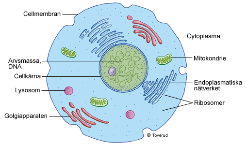 2. Beskriv kroppens anatomi & fysologi från cell, vävnad, organ till organsystem. Kroppen är uppbyggd av en mängd små delar som kallas celler.