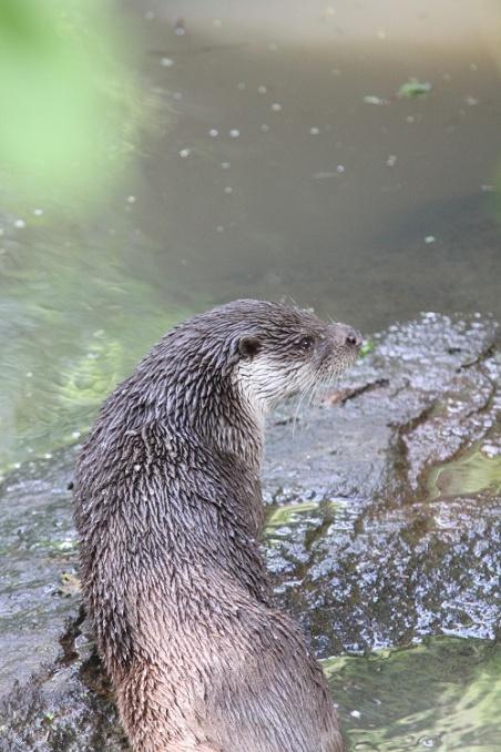 Faunapassager för uttrar (Lutra lutra) en utvärdering Fauna passages for otters (Lutra lutra) an evaluation Sara Suup Hietala Etologi och djurskyddsprogrammet Foto: passagerna Martin Larsson, uttern