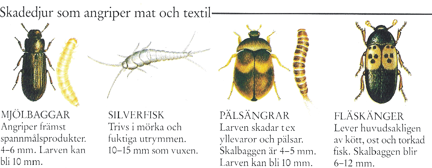 4. Fastighetsskötsel, felanmälningar, skadedjursbekämpning och städning Föreningen anlitar Energibevakning AB för den tekniska fastighetsskötseln.