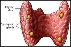 Thyrotrophin release hormon/trh från hypothalamus