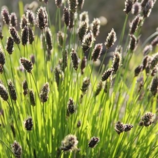 Årets perenn 2014 Vårälväxing, sesleria heufleriana En skir tuffing som inte invaderar sina grannar. Elegant och naturlig. Tål nästan allt och är härdig i hela landet.