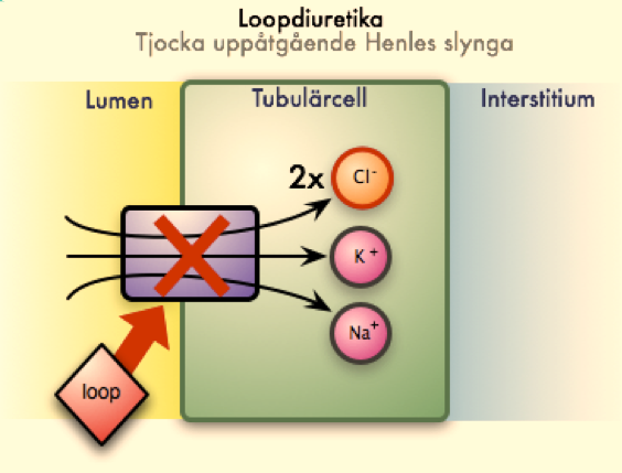 skelceller får motsatt effekt. LPL kräver apolipoproteinet C-II som en kofaktor för att fungera. Loopdiuretika Diuretika som verkar i tjocka uppåtgående delen av Henles slynga.