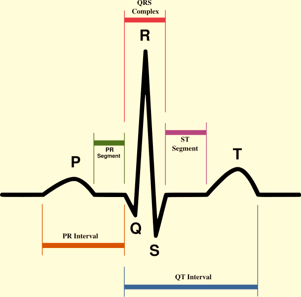 EKG Elektrokardiografi. Ytliga elektroder registrerar de elektriska spänningar som alstras av hjärtmuskulaturen under ett hjärtslag.