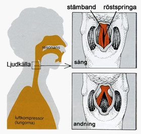 Olika klang på olika sångröster Alla låter vi olika eftersom vi ser olika ut. Insidan på ansatsröret är olika tjockt, skrovligt och olika långt hos olika personer.