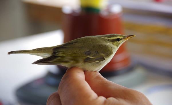 18 Rar gäst i Norrbotten, vid sent datum, 140906: Nordsångare. Foto: Lena Stenman Grönsångare (3, nr 34-36), bändelkorsnäbb (4, fångas i snitt vart tredje år men fem av de sju senaste).