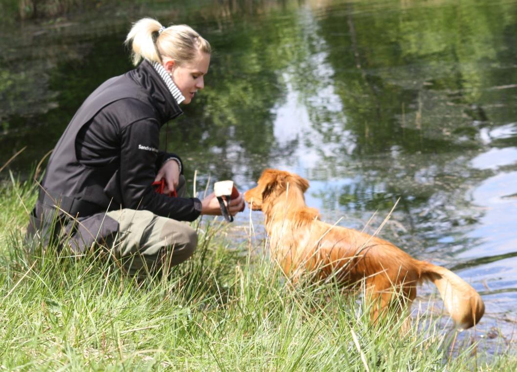 Jämförelse av olika inlärningsmodeller hos hund och attityden till dessa hos aktiva hundinstruktörer A comparison between various training models regarding dogs and the attitude towards these amongst