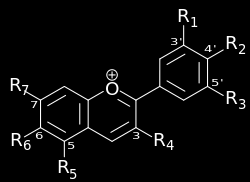 Som en naturlig ph-indikator, som visar om myrsyra finns i marken eller sprutas ut av myrorna, använder vi i experimentet hortensia.