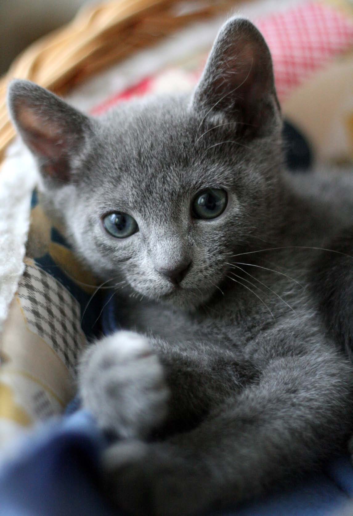 RYSKA POSTEN MEDLEMSTIDNING FÖR RUSSIAN BLUE KLUBBEN