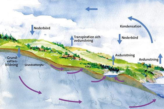 Nivåer i ekologin Tillgänglig energi minskar ju högre upp i näringskedjan man tittar Vattnets kretslopp