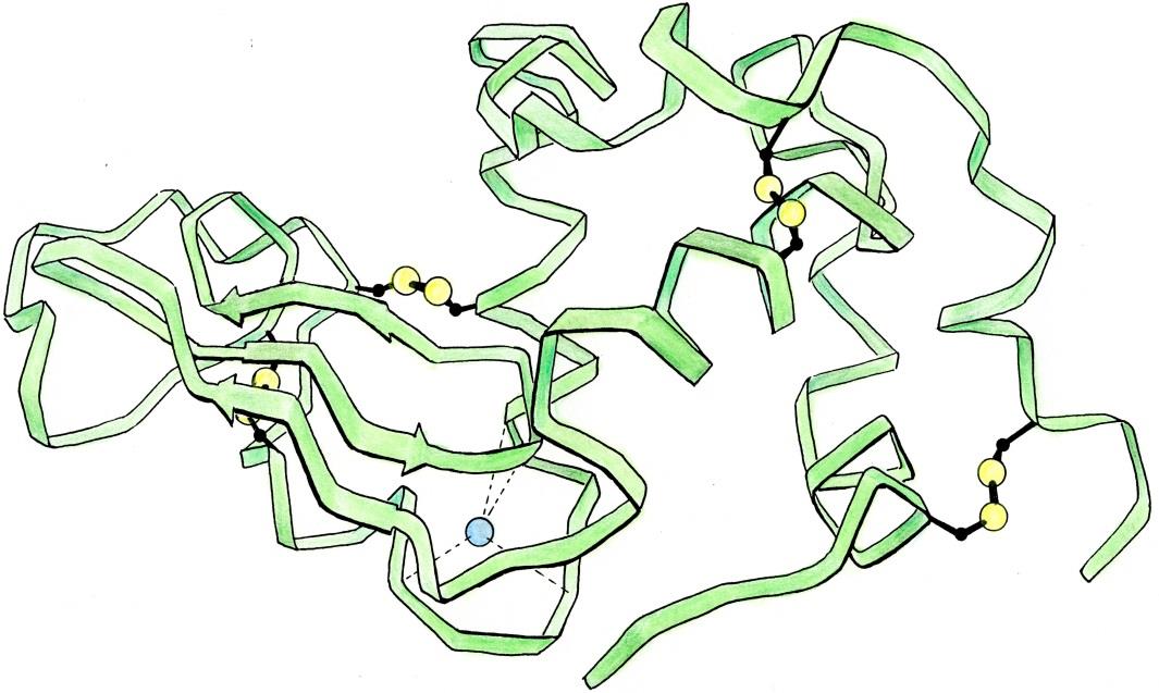 R + H 3 N C C H O O Laddning svavelbrygga a-helix a-kol + aminosyra _ b-struktur a-laktalbumin, ett av