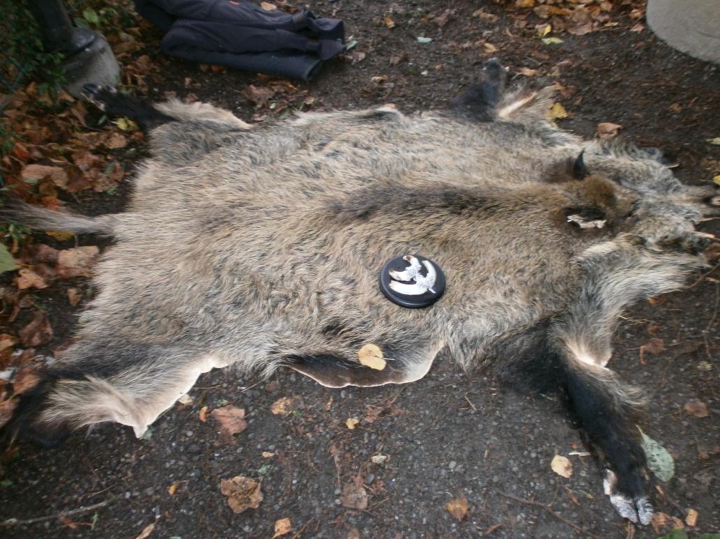 Vildsvinstema för Skabersjös mullebarn Den 27 september fick vi besök av godsets jägare Joakim. Han hade med sig tänder och päls från ett vildsvin.