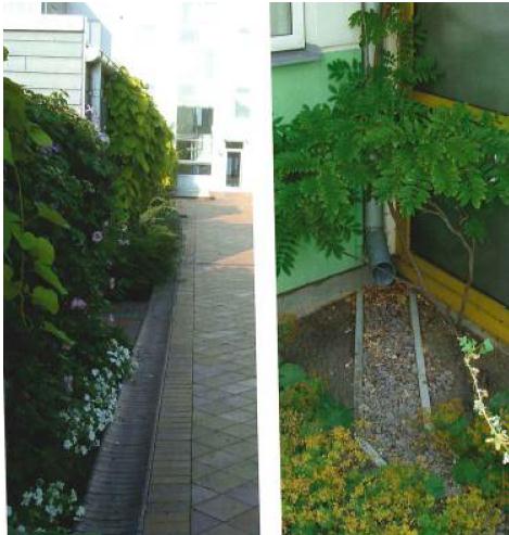 Handbok- Växtbäddar för stadsträd i Stockholm.