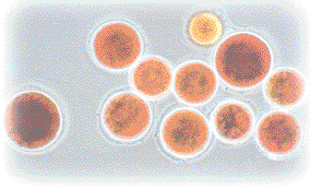 Naturligt astaxanthin (ASTAEQUUS) i fertilitetsförsök på hästar Av Johan Inborr, AstaCarotene AB och Anders Gånheim, Ve t e r i n ä r- avdelningen, Flyinge AB.