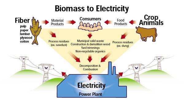 Avsnitt 6 - Bearbetning av biomassa för energiändamål Hur kan energi utvinnas från biomassa?