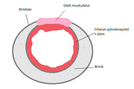 Respirationen Figur 13: Respirationssystemet Respirationssystemet består av luftvägarna, lungorna, samt de muskler som möjliggör luftens strömning in och ut ur kroppen.