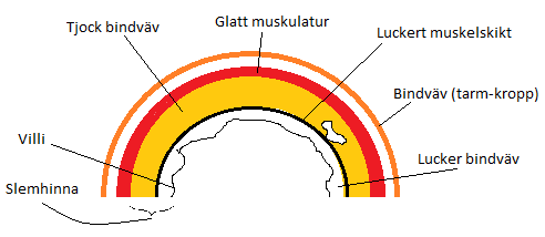 Tyst andning (omedveten) involverar endast diafragman och interkostalmuskler (flera grupper av muskler som löper mellan revbenen och hjälper till att forma och flytta bröstkorgen).