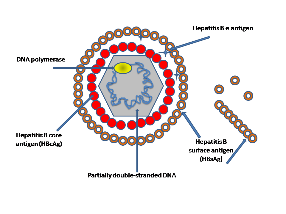 Beskrivning av smittorna, hepatit B Höljeförsett DNA-virus Inkubationstid 2-6 mån 50 % får symptom Trötthet,